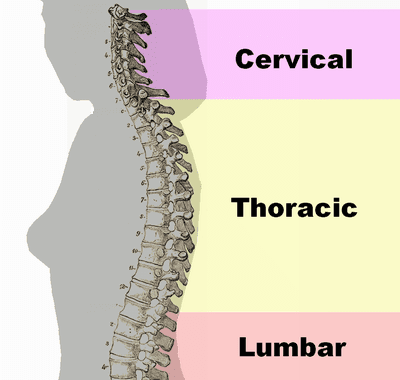 Spinal Assessment graphic identifying curvatures of the spine: cervical, thoracic, and lumbar areas
